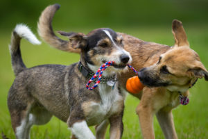 Two dogs playing with a dog toy