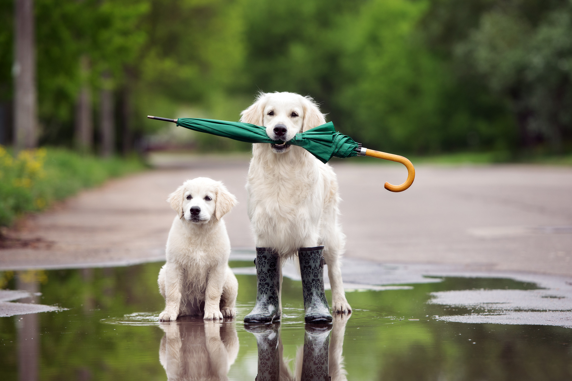 Two golden retrievers standing on a puddle. One of them is holding an umbrella