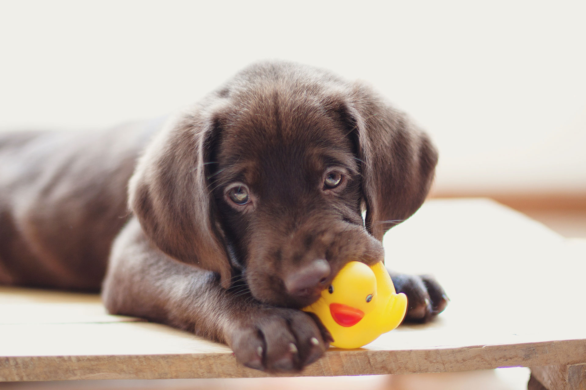 Brown labrador puppy playing with yellow rubber duck