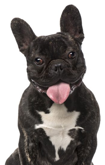 French bulldog posing for picture