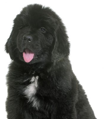 newfoundland dog posing for picture